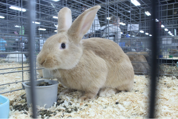 A light brown rabbit sits in straw in its pen