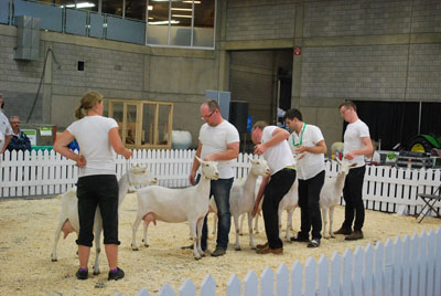 Five goats on display at the K-Days Dairy Goat Show.