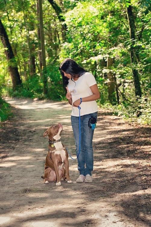 Menoka training a pitbull to walk on a leash