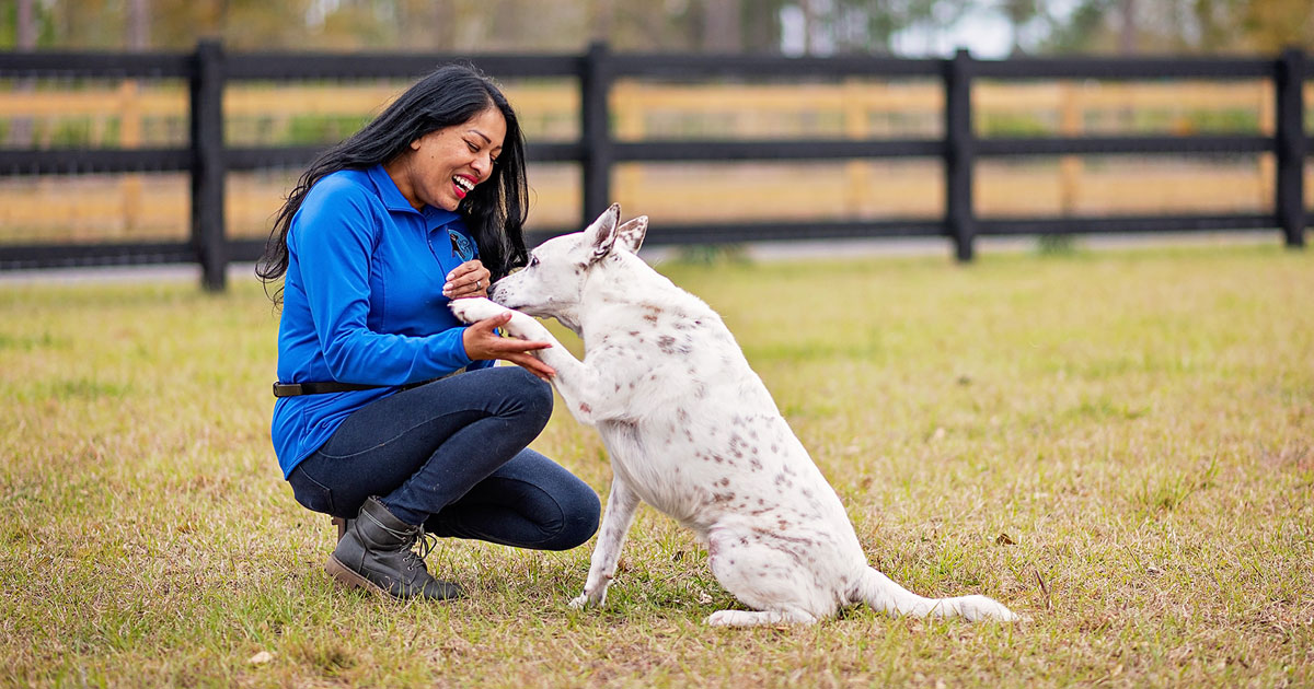 jacksonville-dog-manners-training-by-menoka
