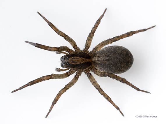 Trochosa terricola ()