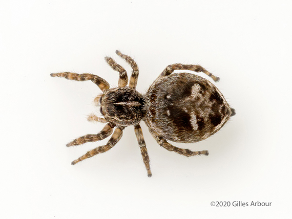 Attulus floricola ()