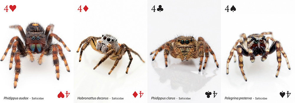 Jeu de carte insectes et amis - à acheter chez Funique - Boutique en ...