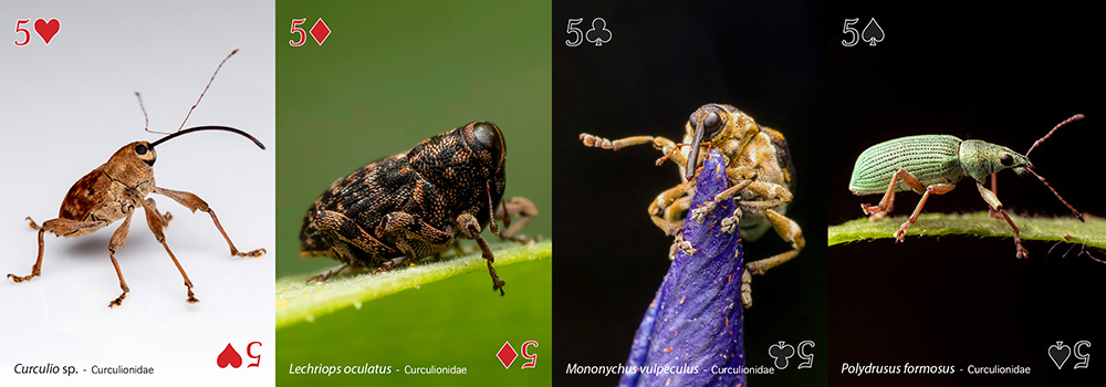 Jeu de carte insectes et amis - à acheter chez Funique - Boutique en ...