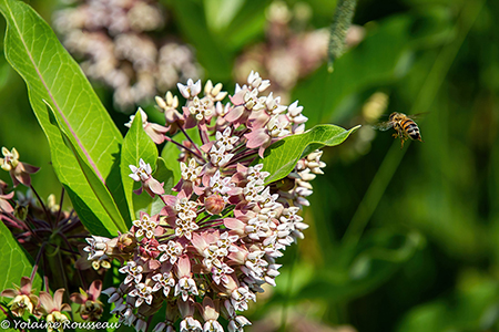 L’asclépiade Une Histoire de Réussite et de Succès