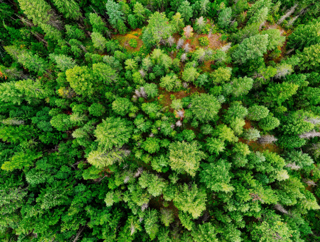 Photography of treetops in a forest made from above