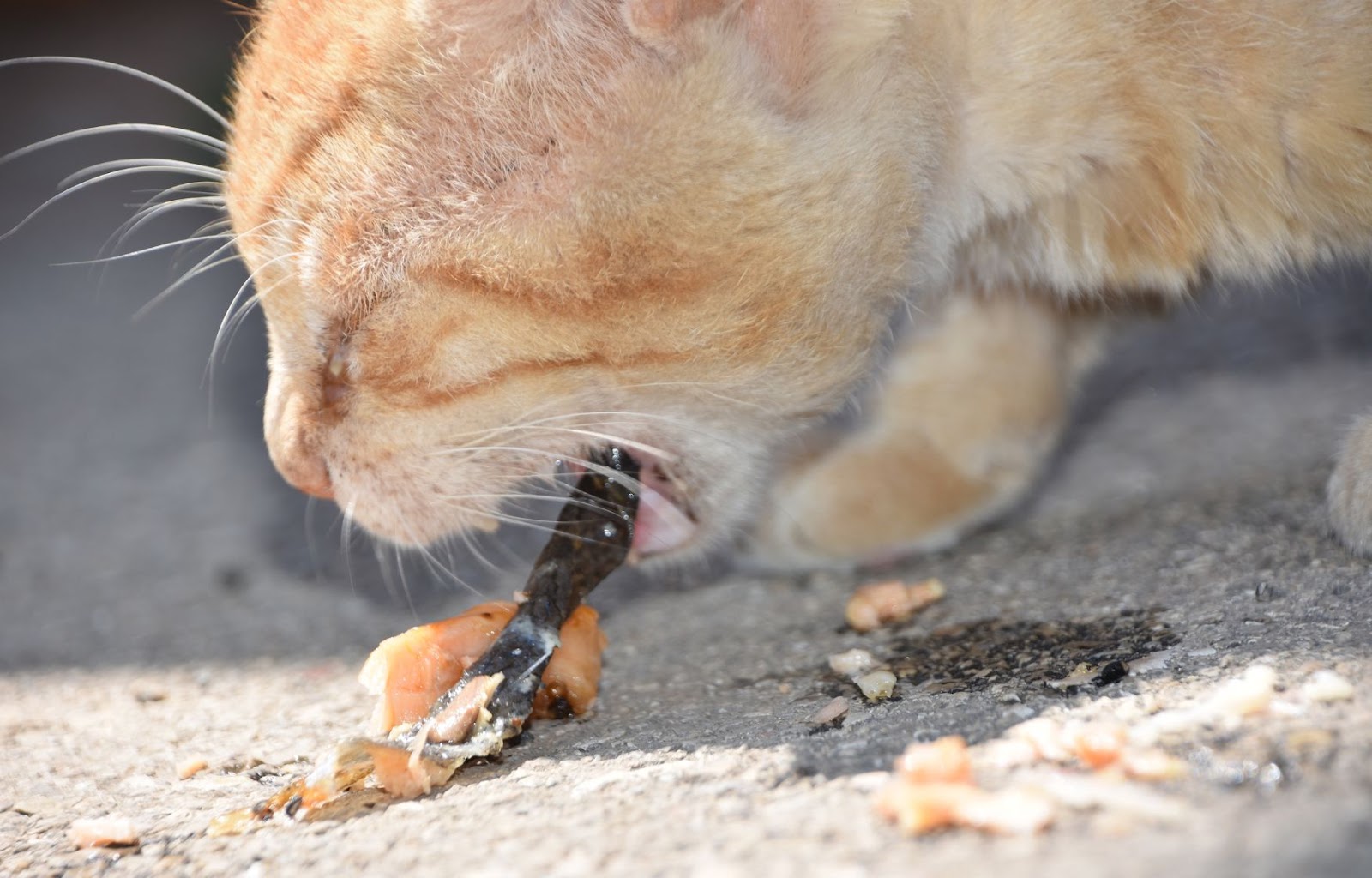 Penyebab Kucing Muntah dan Penanganannya | Pawlyclinic
