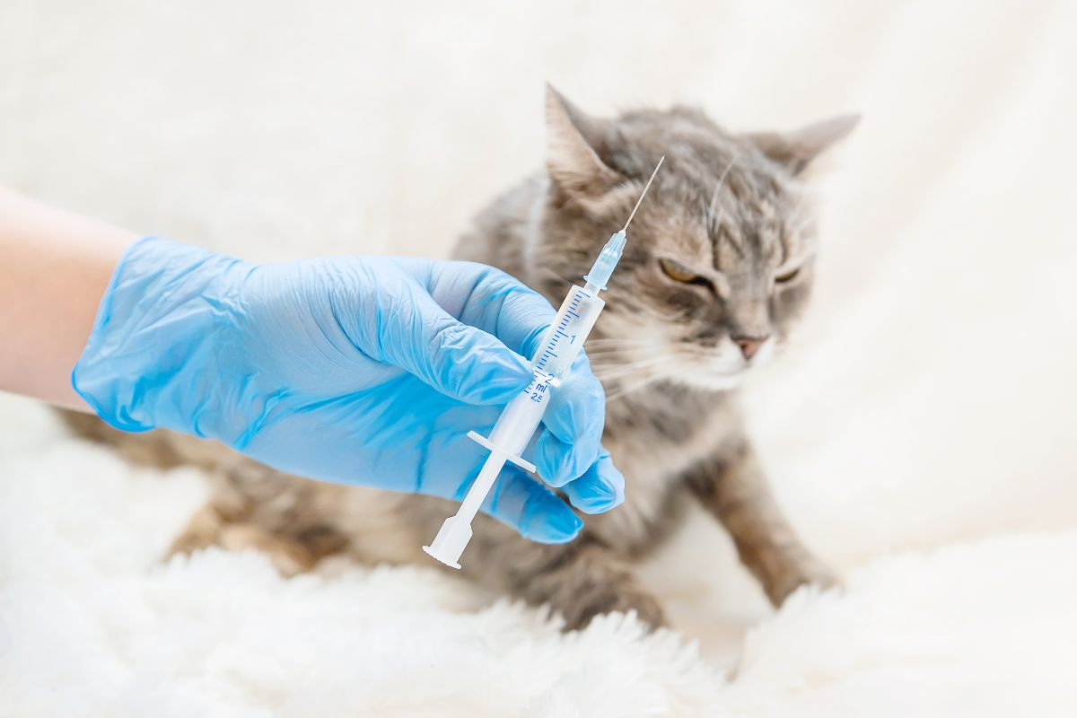 Bermacam-macam jenis penyakit kulit pada kucing | Pawlyclinic