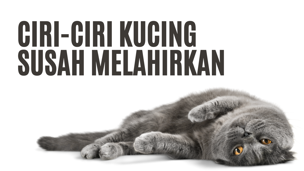 Benjolan di Leher Kucing: Penyebab, Bahaya, dan Pengobatan | Pawlyclinic