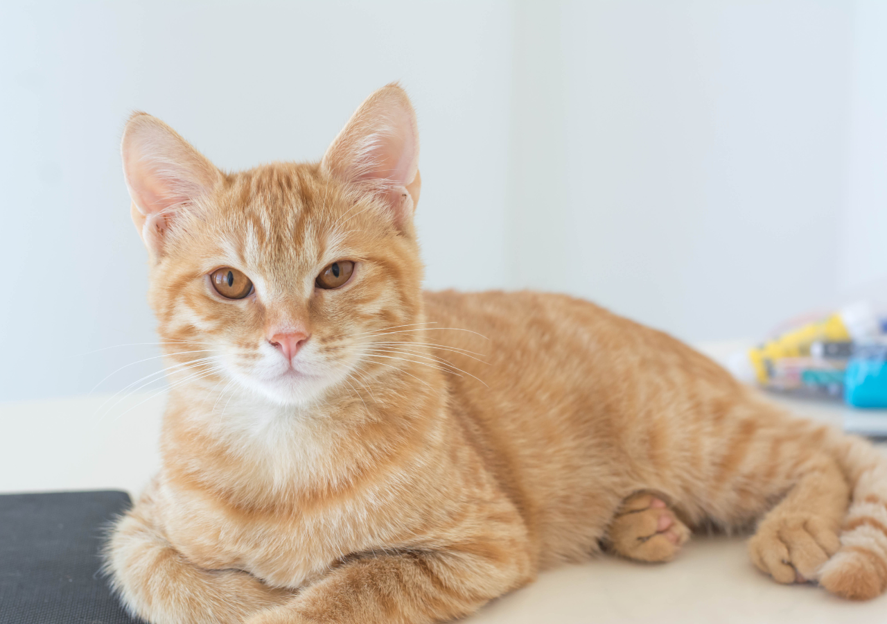 Konsultasi Dokter Hewan Online