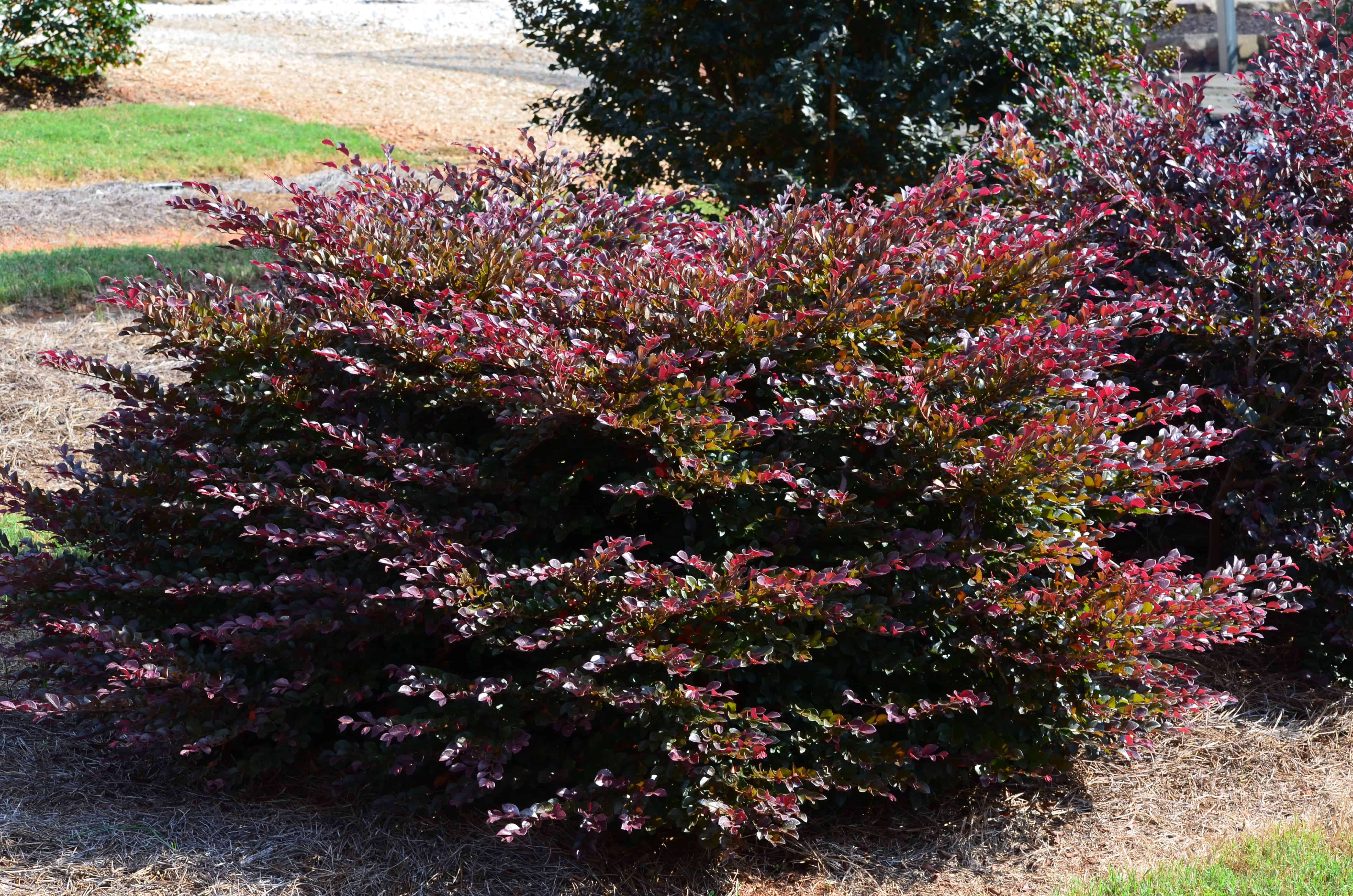 Crimson Fire Fringe Flower