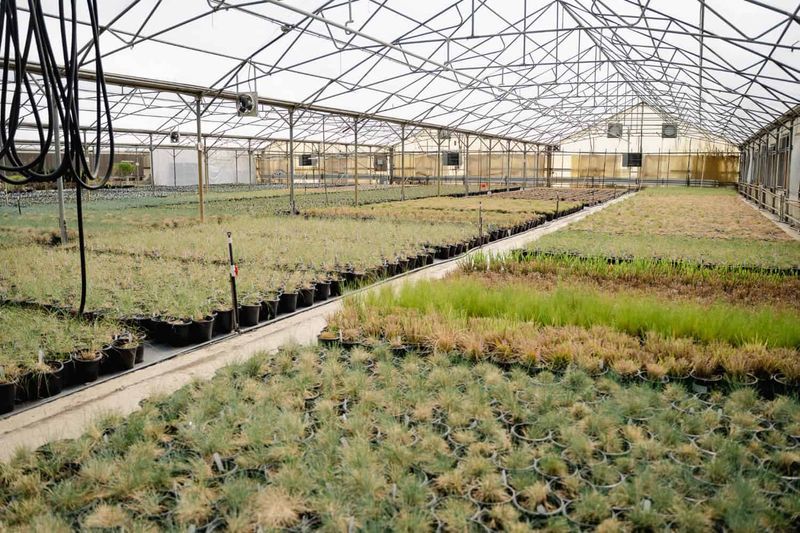 Plant Reference Arbor Valley Nursery