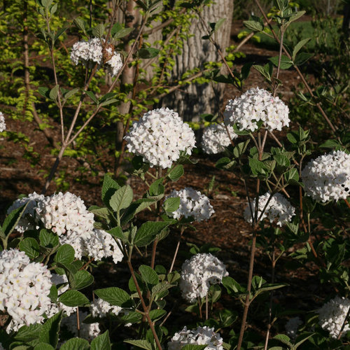Spice Baby™ Koreanspice Viburnum Plant Guide