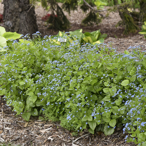 Heartleaf Brunnera de «Jack of Diamonds»