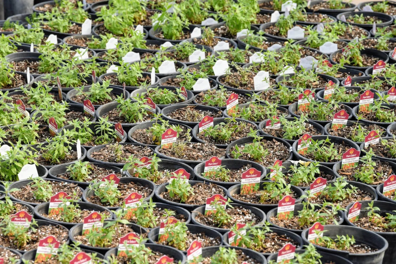 Improved genetics plants including proven winners and first editions