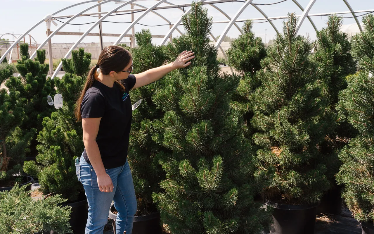 The Landscaper's Guide Arbor Valley Nursery