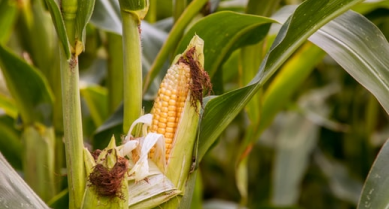Corn growing