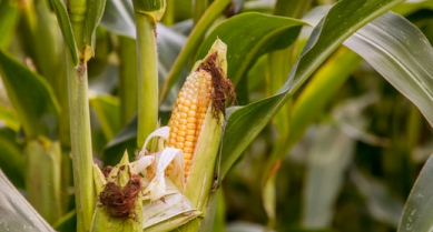 Corn growing
