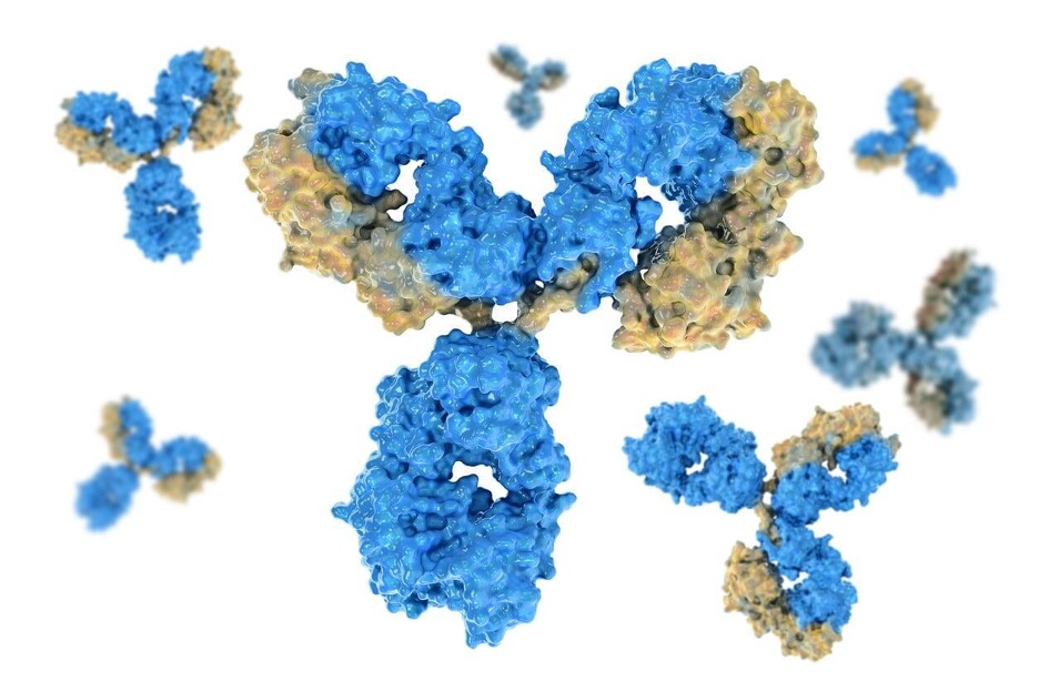 Antibody Development - Structural Characterization of Antibodies with Cryo-EM