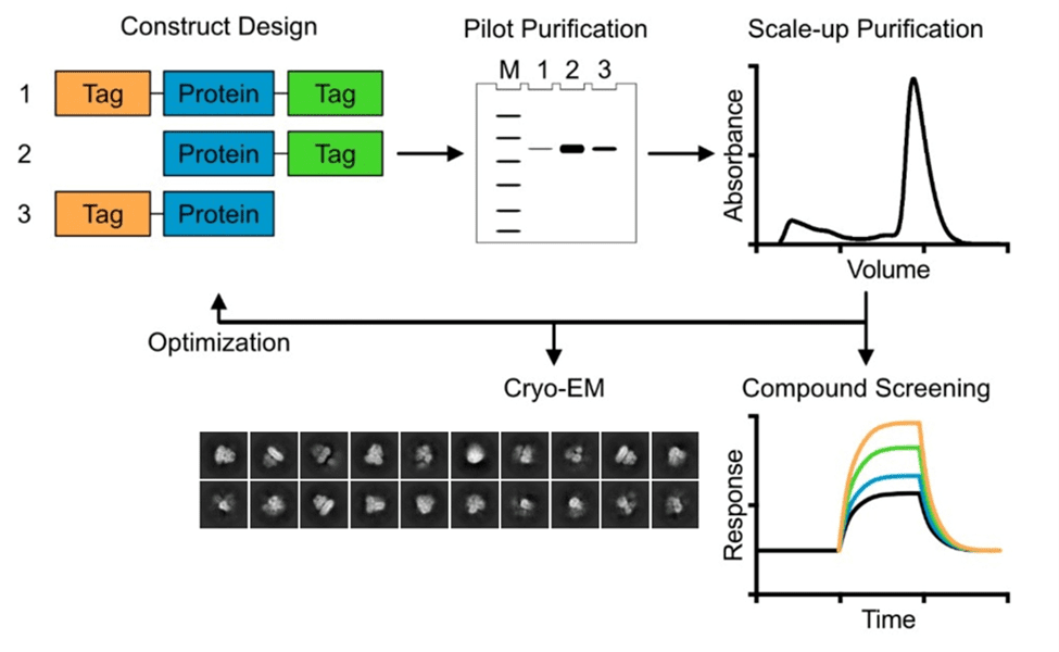 example of protein production pipeline