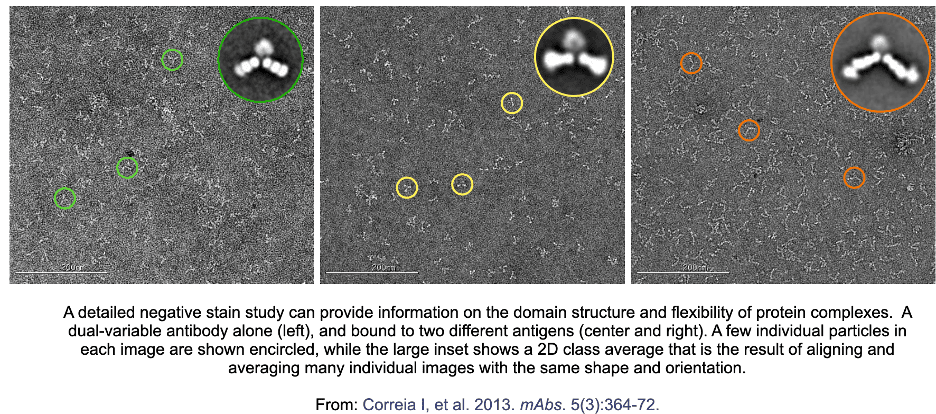 Negative Stain for High Resolution Cryo-EM Workflows