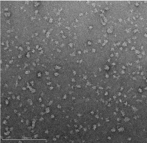 Negative Stain for High Resolution Cryo-EM Workflows