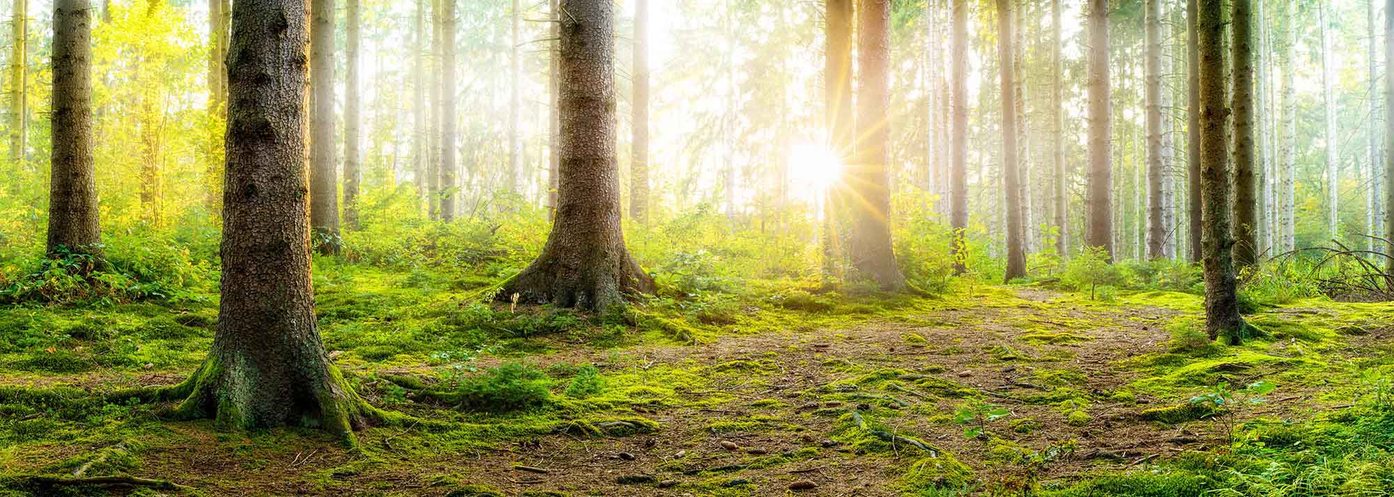 Seeing the Forest AND the Trees: LNP Analyses with Cryo-TEM