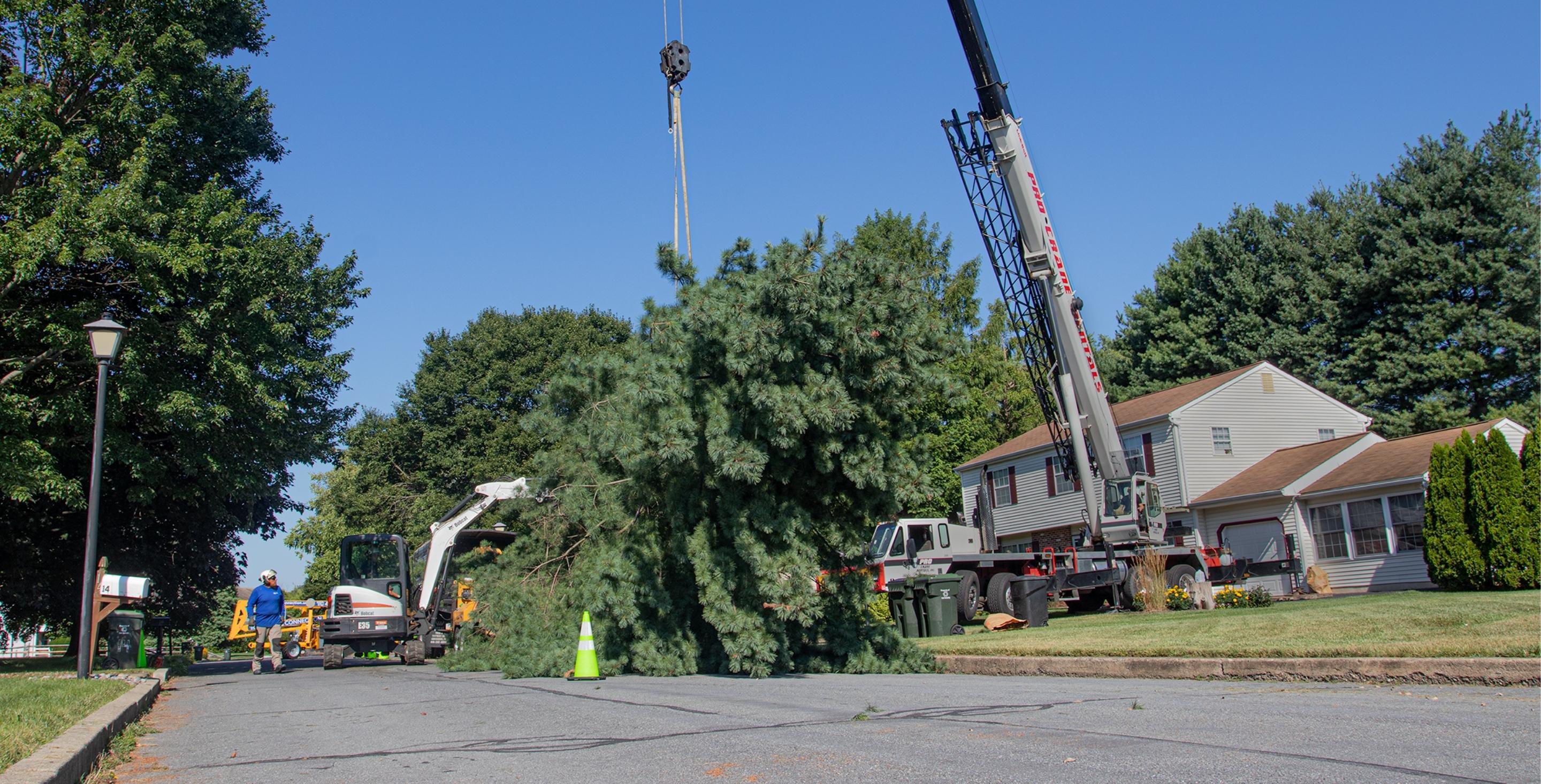 CraneAssisted Tree Removals The Tree Connection Coatesville, PA