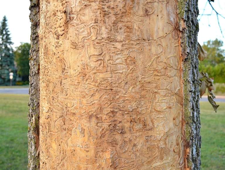 Emerald Ash Borer - A Serious Threat