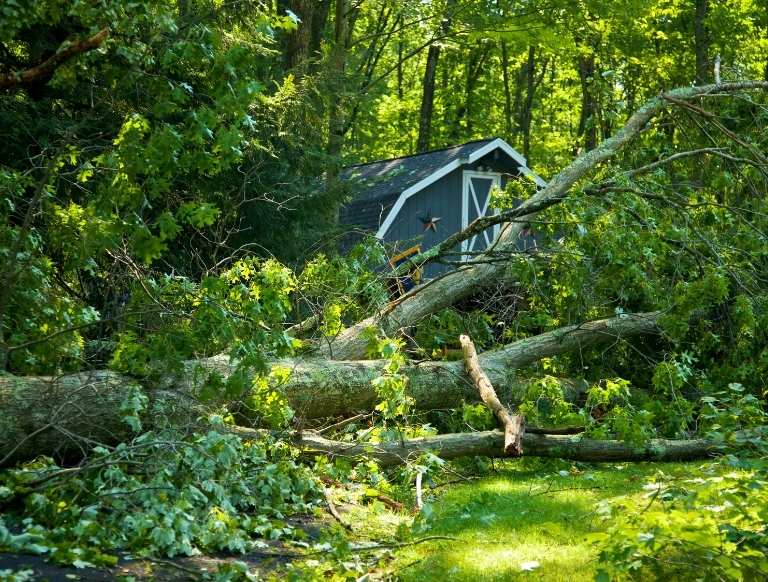 Winter Storm Damage