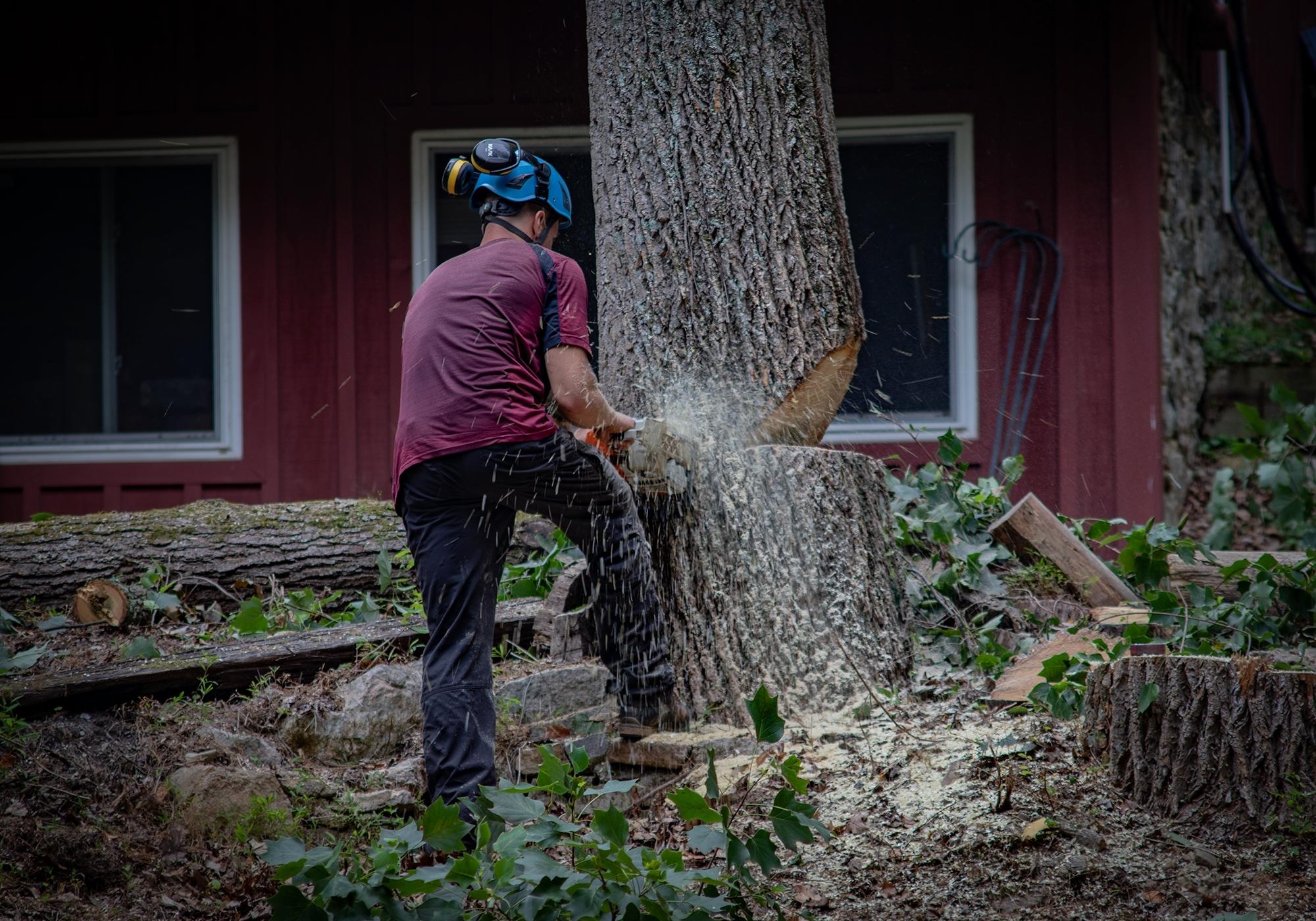 Complete Tree Removals The Tree Connection Coatesville, PA