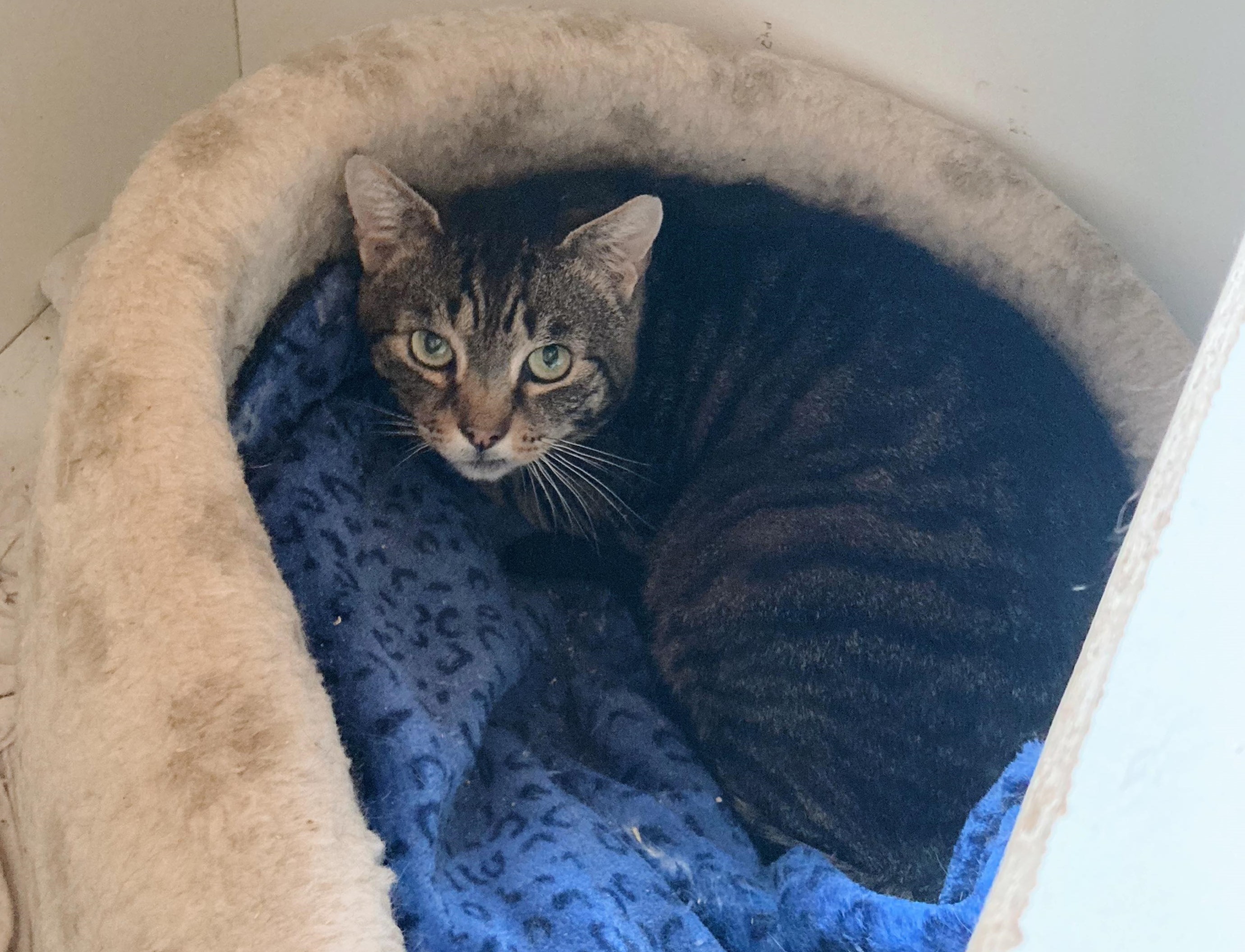 Frankie Our Cats Filey Cat Rescue