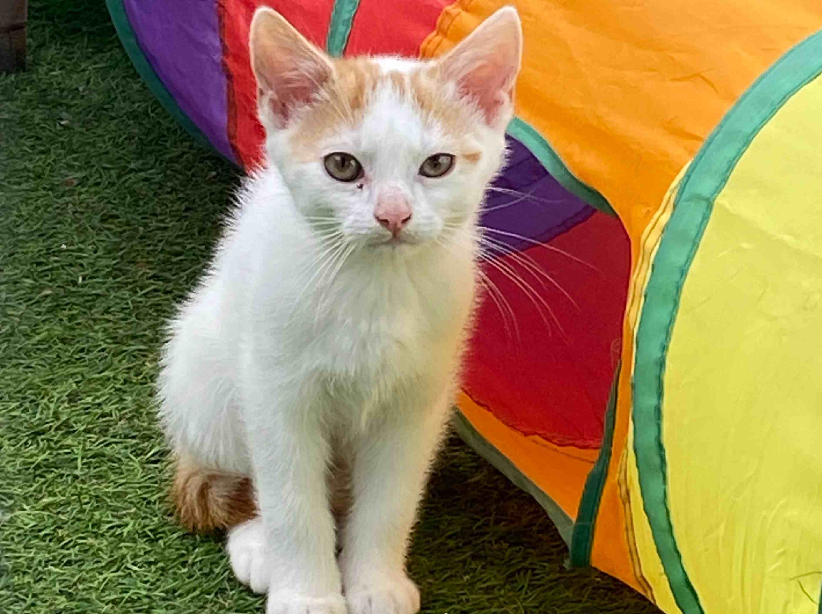 Butterscotch Our Cats Filey Cat Rescue