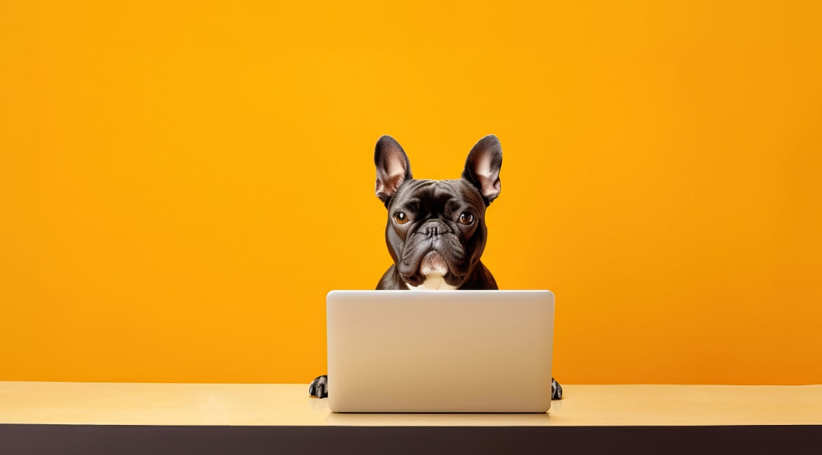 French bulldog sat at desk behind a laptop against a bright orange background