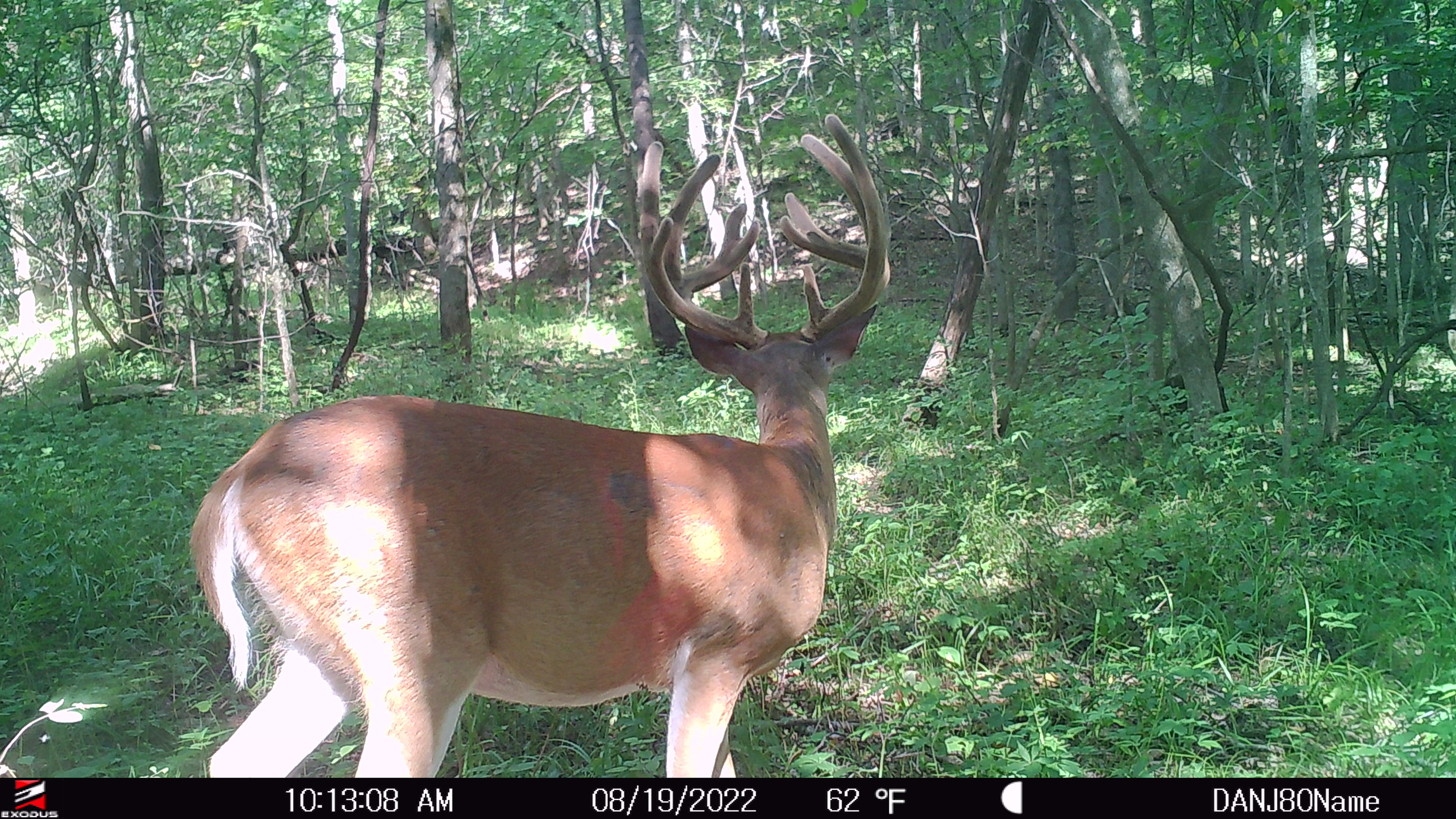 Nine Finger Chronicles How Does Wether Impact Deer Movement?