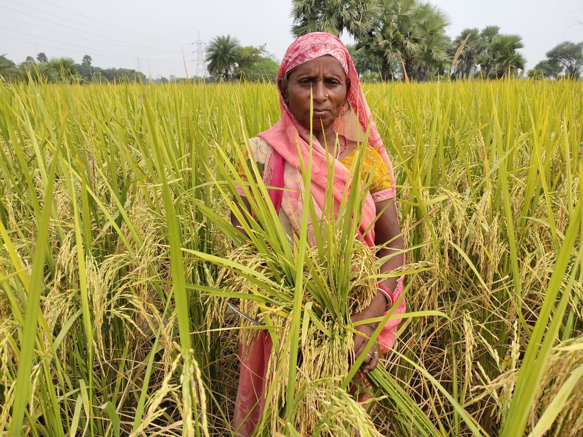 Sirpi Rice Sri-2030: Regenerative Sri Rice Practices On 50M Ha By 2030 – Staubach ...