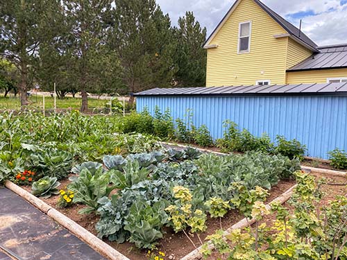 A large garden with lots of vegetables and flowers in front of a blue shed and yellow farm house.