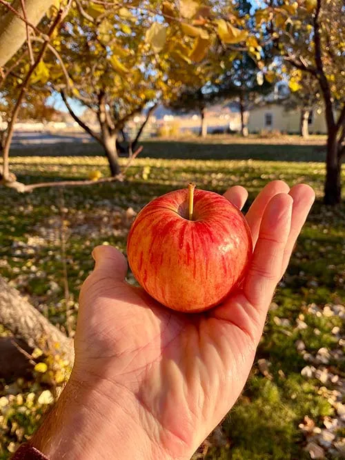 Photo of a red apple plucked from one of our orchard trees.
