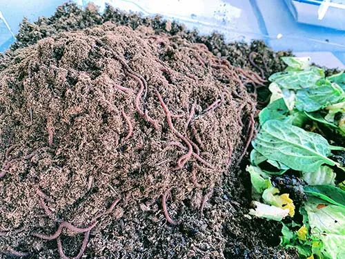 Photo of our new worm bit with some lettuce and other vegetables that they eat and turn into compost.