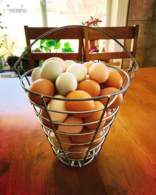 Photo of a basket of eggs, provided by our free-range, organic, chickens.