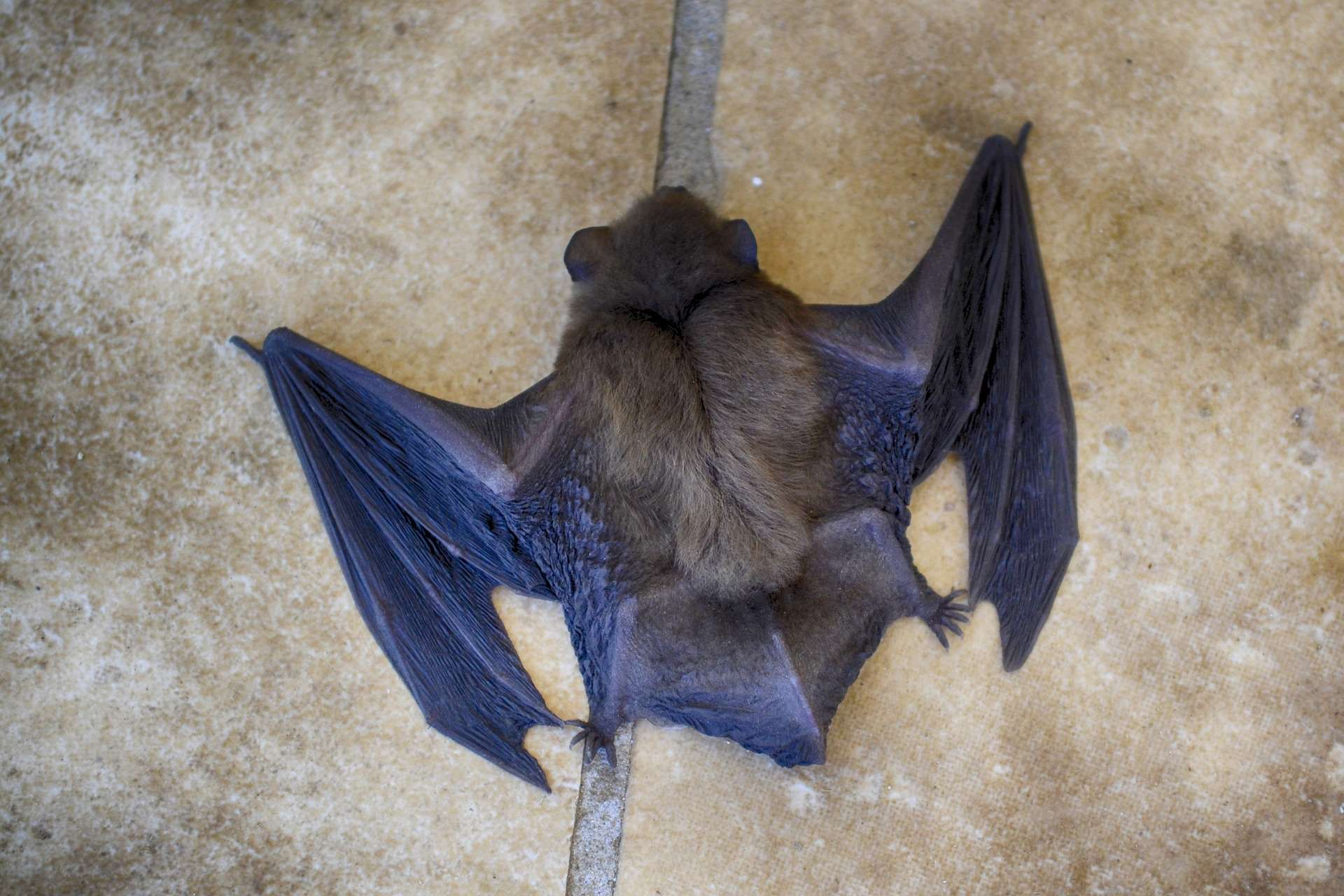 How Dangerous Are Bats?