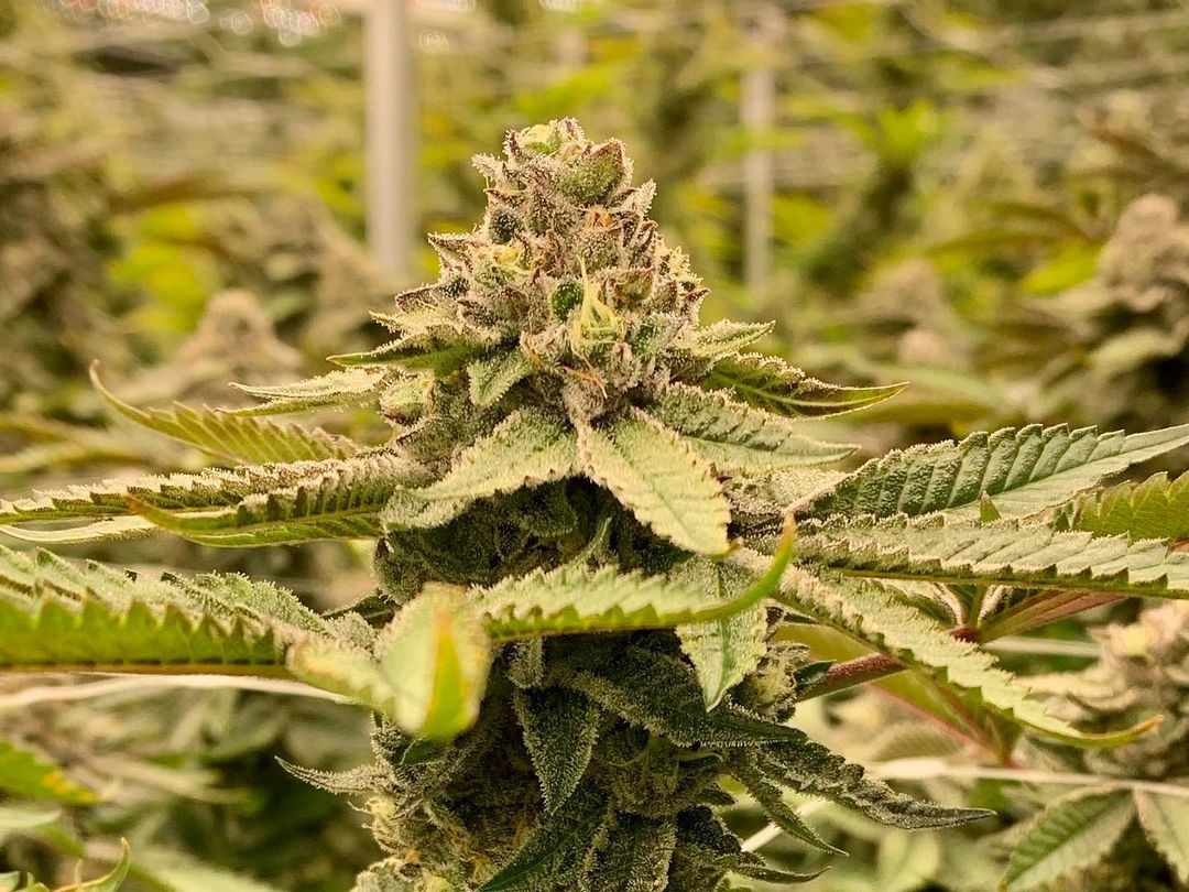 Dancing Goat Gardens Dispensary Recreational & Medical Marijuana Menu