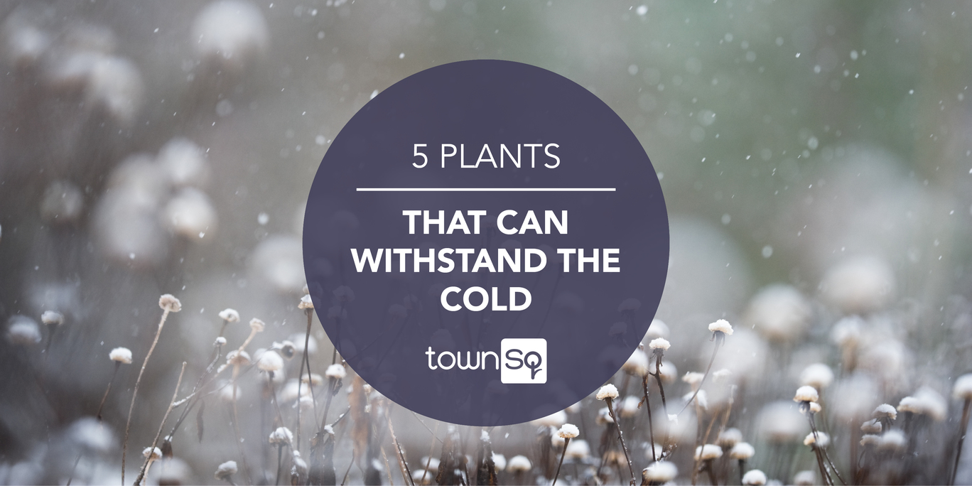 Partner Post 5 Plants That Can Withstand the Cold