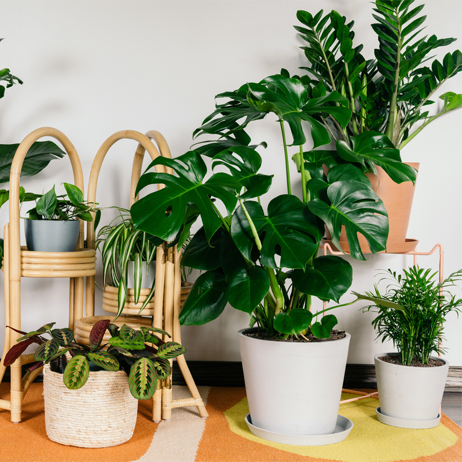 Bloomscape: The Garden Center of the Future
