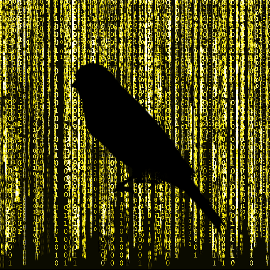 Putting Algorithmic Canaries into Practice