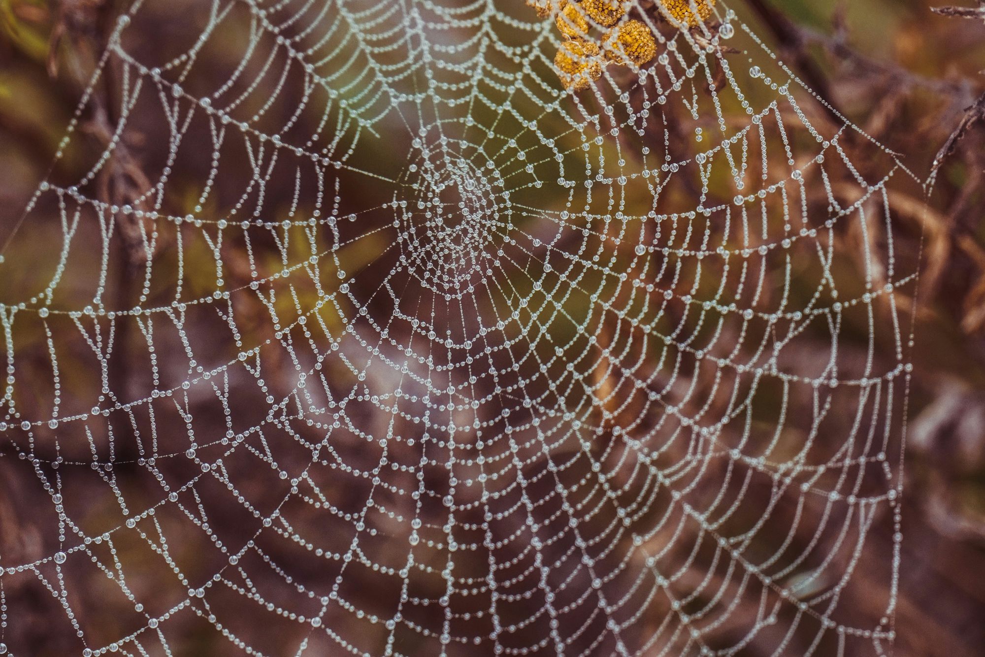 Pest Control in Cleanrooms