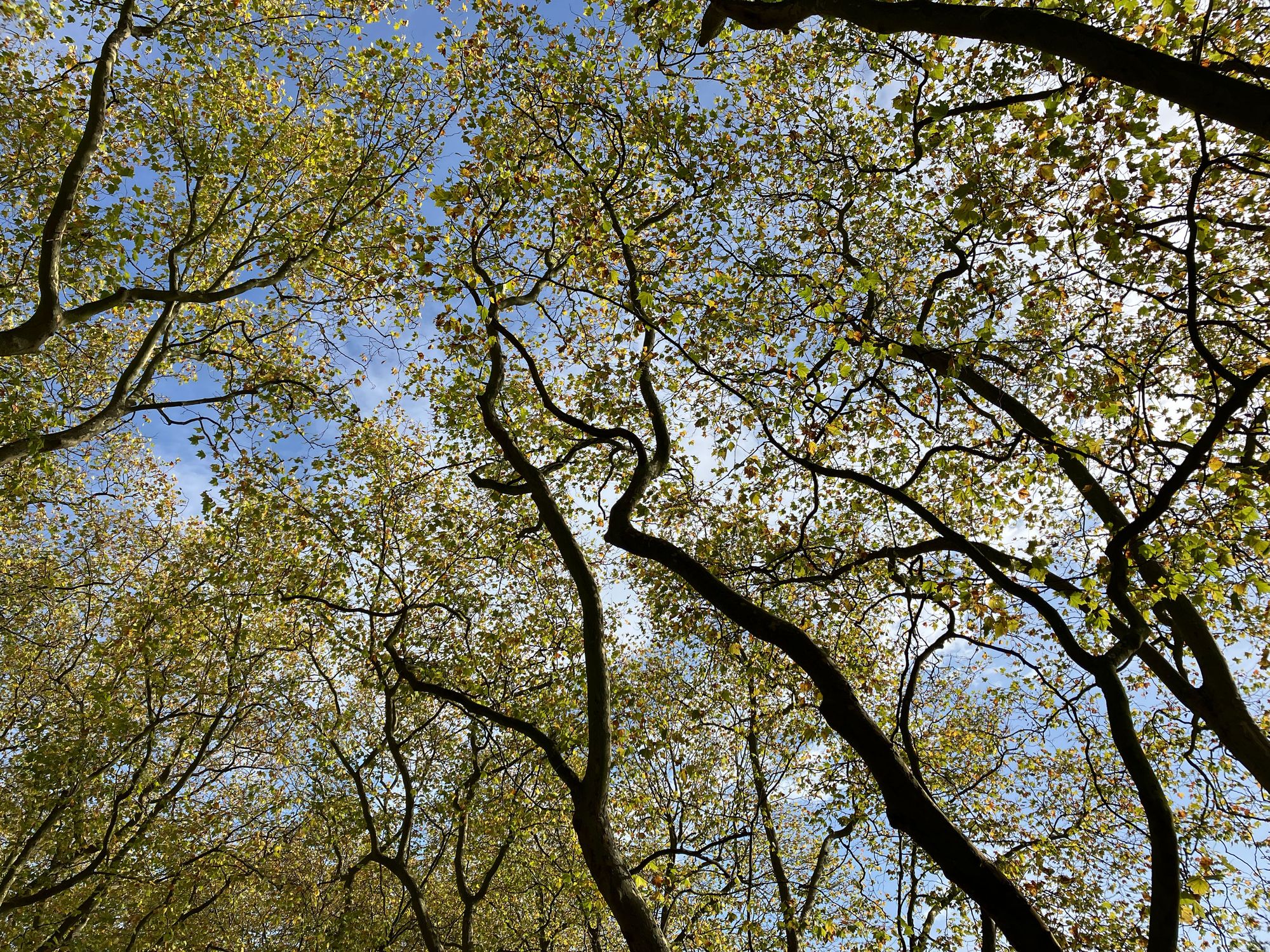 Crystal Palace Park Trust