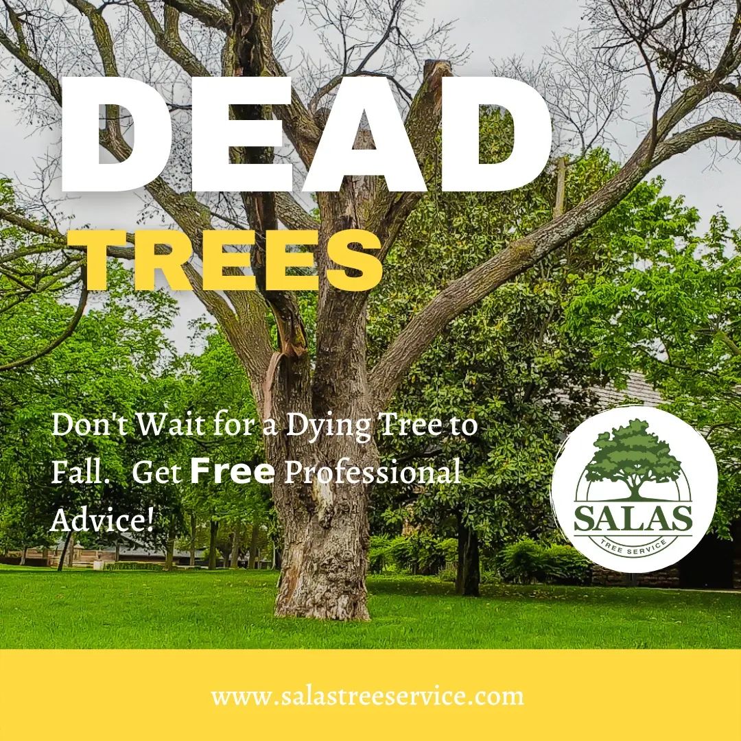 Tree Cutting And Removal Services Oklahoma City Tree Care Company OK Tree cutting and removal services oklahoma city tree care company ok