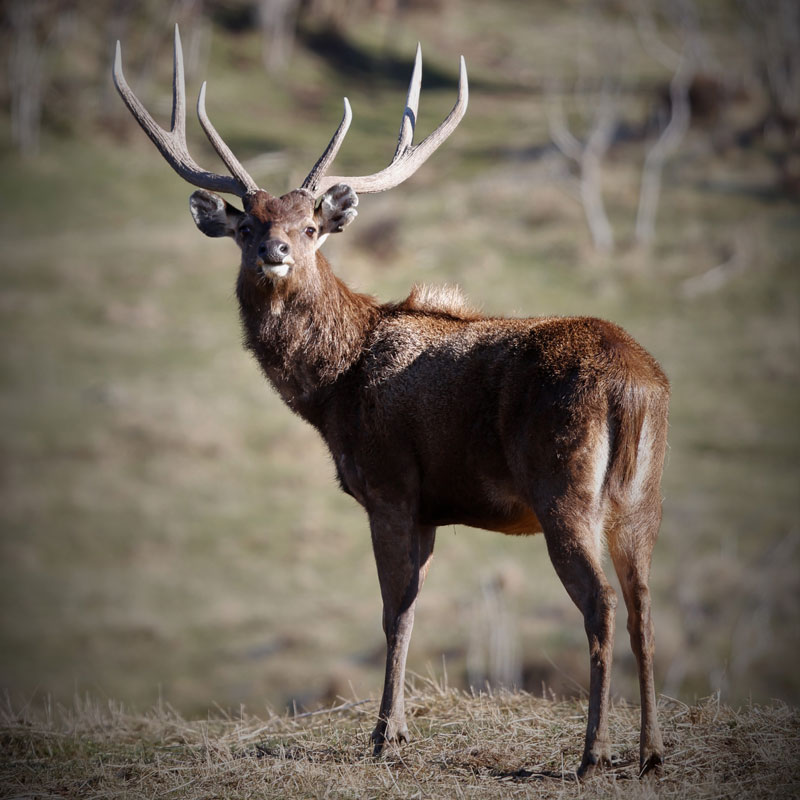 Rusa (C. timoriensis)