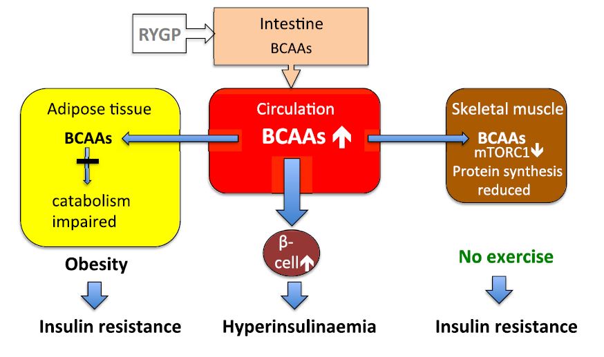 BCAA and muscle protein breakdown